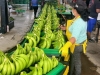 Giá Chuối Giống Mới Nhất – Giải Pháp Nông Nghiệp Hiệu Quả Từ NGHIÊM SẤM FARM