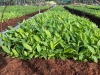 Bí Quyết Chọn Giống Chuối Khỏe, Năng Suất Cao: Hướng Dẫn Chuyên Sâu Từ NGHIÊM SẤM FARM