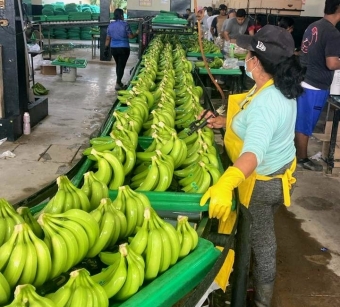 Giá Chuối Giống Mới Nhất – Giải Pháp Nông Nghiệp Hiệu Quả Từ NGHIÊM SẤM FARM