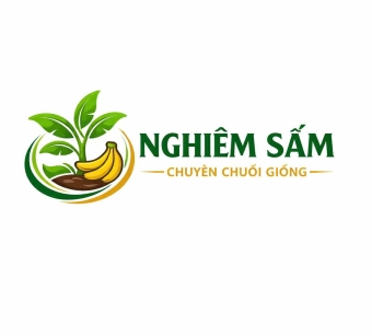 Đơn Vị Cung Cấp Chuối Giống Chất Lượng Tại Bình Dương – Nghiêm Sấm Farm
