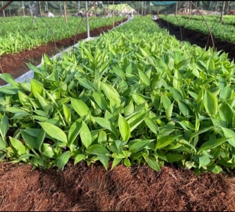 Bí Quyết Chọn Giống Chuối Khỏe, Năng Suất Cao: Hướng Dẫn Chuyên Sâu Từ NGHIÊM SẤM FARM