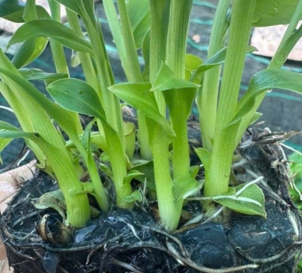 Chuối Già Chất Lượng Cao tại Đồng Nai: Chìa Khóa Vàng Từ Nghiêm Sấm Farm