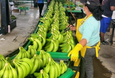 Giá Chuối Giống Mới Nhất – Giải Pháp Nông Nghiệp Hiệu Quả Từ NGHIÊM SẤM FARM
