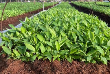 Bí Quyết Chọn Giống Chuối Khỏe, Năng Suất Cao: Hướng Dẫn Chuyên Sâu Từ NGHIÊM SẤM FARM