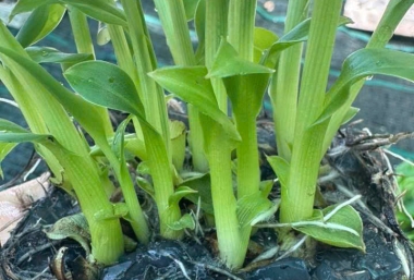 Chuối Già Chất Lượng Cao tại Đồng Nai: Chìa Khóa Vàng Từ Nghiêm Sấm Farm