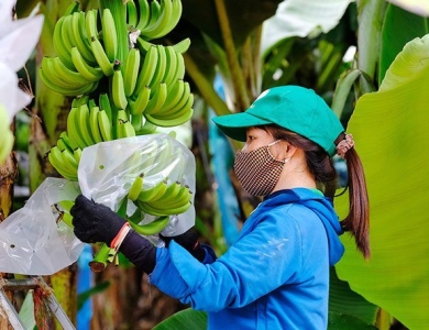 Cung cấp sỉ lẻ & Xuất khẩu chuối 