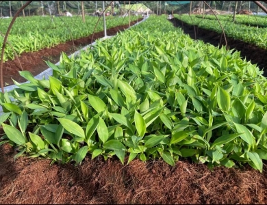 Bí Quyết Chọn Giống Chuối Khỏe, Năng Suất Cao: Hướng Dẫn Chuyên Sâu Từ NGHIÊM SẤM FARM