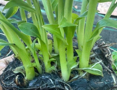 Chuối Già Chất Lượng Cao tại Đồng Nai: Chìa Khóa Vàng Từ Nghiêm Sấm Farm