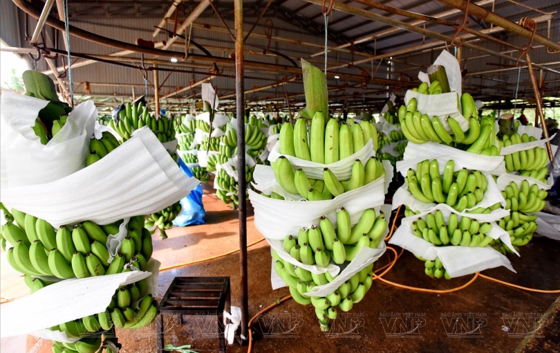 giống chuối xuất khẩu