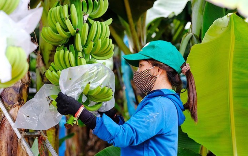 Cung cấp sỉ lẻ & Xuất khẩu chuối 