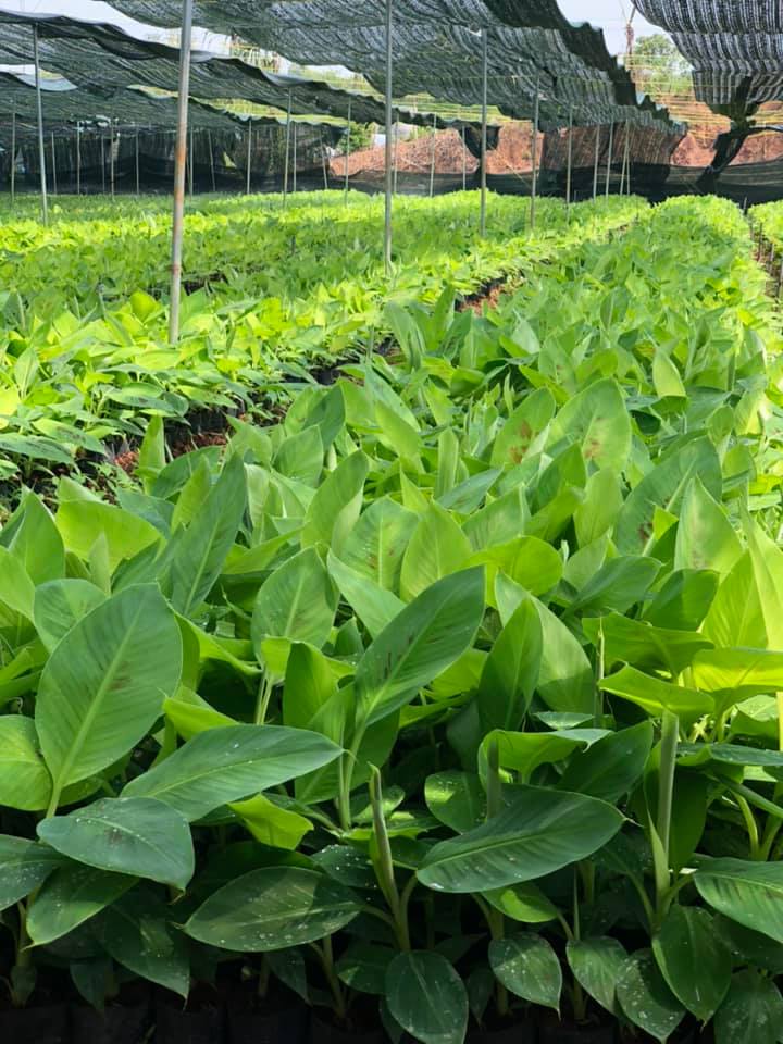 Vườn giống chuối kháng bệnh banama tại Nghiêm Sấm