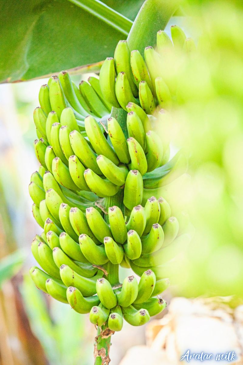 Quy trình đóng gói cây giống gửi cho khách hàng tại Đồng Nai