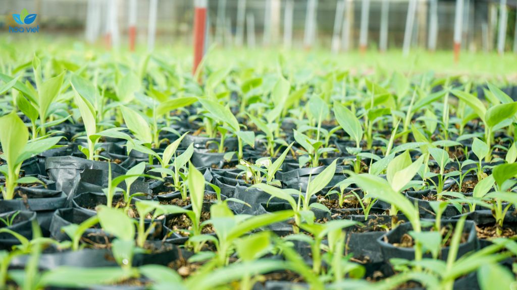 Các loại giống chuối già nam mỹ và chuối sứ tại Nghiêm Sấm
