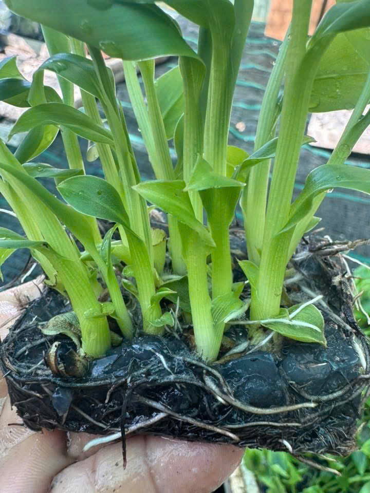Bản đồ phân phối cây giống Nghiêm Sấm Farm toàn Miền Nam