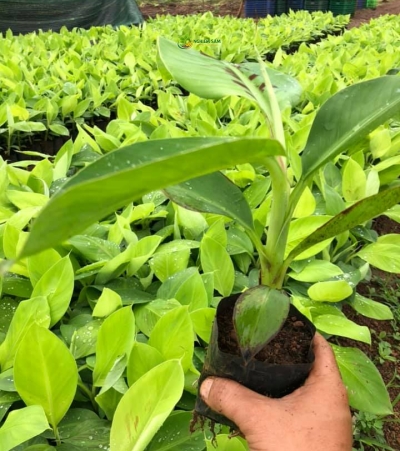 Cây chuối giống