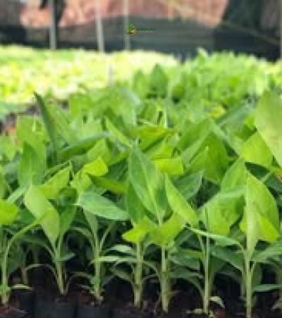 Cây chuối giống
