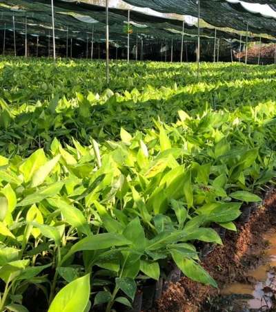 Cung Cấp Cây Chuối Giống Chất Lượng Cao: Bí Quyết Nâng Tầm Nông Nghiệp Việt Cùng NGHIÊM SẤM FARM