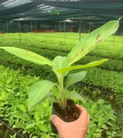 Cây chuối già