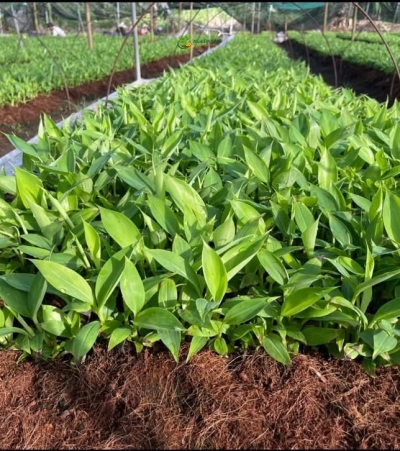 Giống chuối kháng bệnh banama