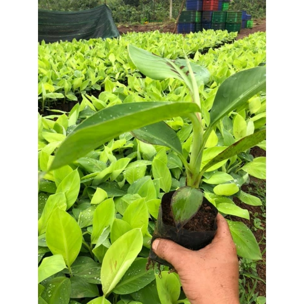 Cây chuối giống