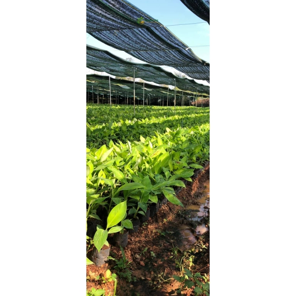Cung Cấp Cây Chuối Giống Chất Lượng Cao: Bí Quyết Nâng Tầm Nông Nghiệp Việt Cùng NGHIÊM SẤM FARM