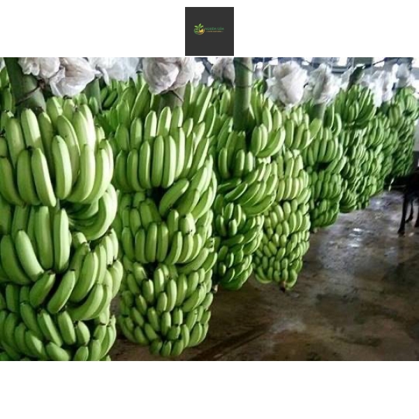 Bí Quyết Cung Cấp Chuối Già Tươi Ngon Chuẩn Vị: Giải Pháp Toàn Diện Từ NGHIÊM SẤM FARM