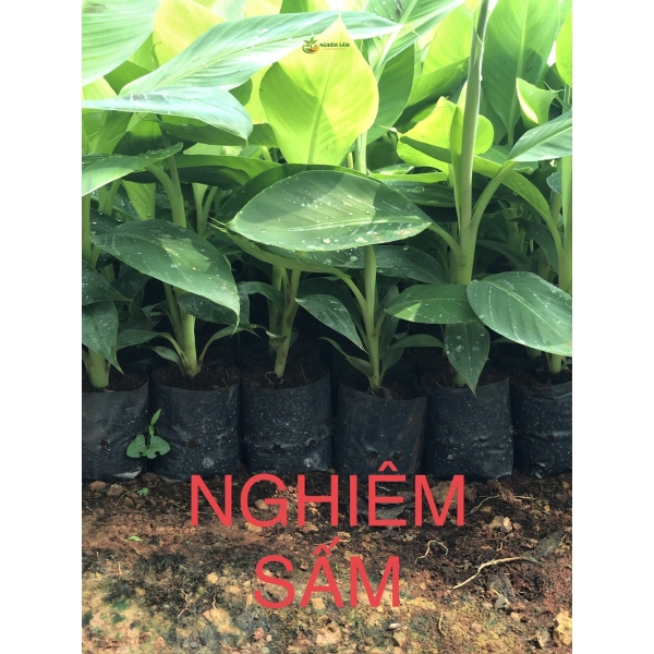 Cung Cấp Cây Chuối Giống Chất Lượng Cao: Bí Quyết Nâng Tầm Nông Nghiệp Việt Cùng NGHIÊM SẤM FARM