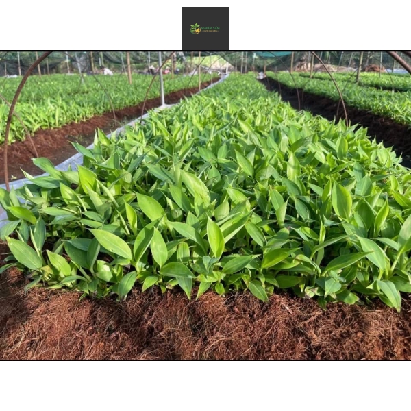 Giống chuối kháng bệnh banama