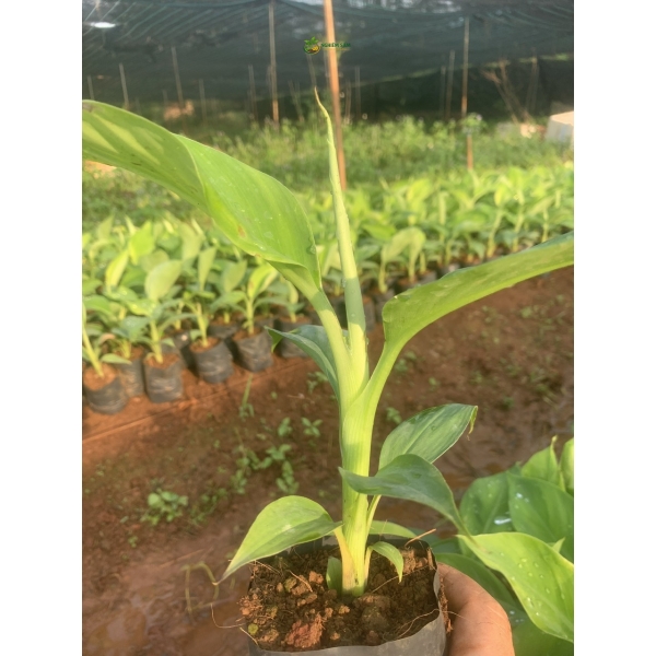 Cung Cấp Cây Chuối Giống Chất Lượng Cao: Bí Quyết Nâng Tầm Nông Nghiệp Việt Cùng NGHIÊM SẤM FARM