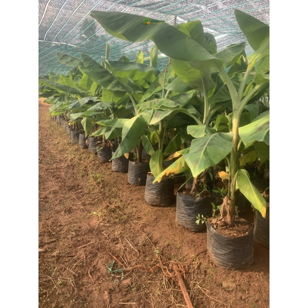 Cung Cấp Cây Chuối Giống Chất Lượng Cao: Bí Quyết Nâng Tầm Nông Nghiệp Việt Cùng NGHIÊM SẤM FARM