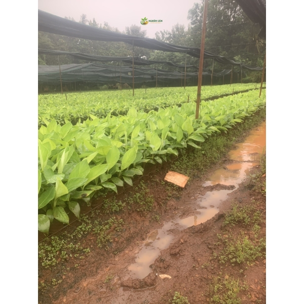 Cung Cấp Cây Chuối Giống Chất Lượng Cao: Bí Quyết Nâng Tầm Nông Nghiệp Việt Cùng NGHIÊM SẤM FARM