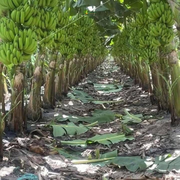 Bí Quyết Cung Cấp Chuối Già Tươi Ngon Chuẩn Vị: Giải Pháp Toàn Diện Từ NGHIÊM SẤM FARM
