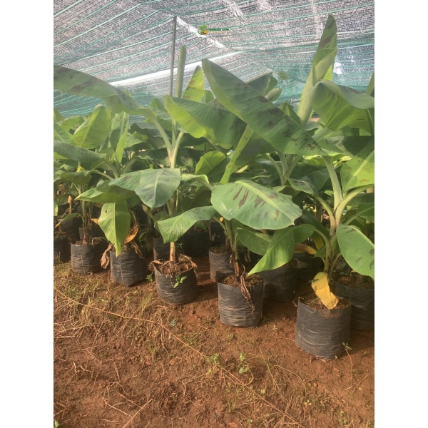 Cung Cấp Cây Chuối Giống Chất Lượng Cao: Bí Quyết Nâng Tầm Nông Nghiệp Việt Cùng NGHIÊM SẤM FARM